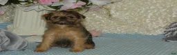 Brussels Griffon dogs for sale: Bonnie - AKC - Ad 3