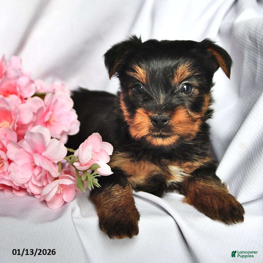 Yorkshire Terrier dogs Oscar - Ad 19