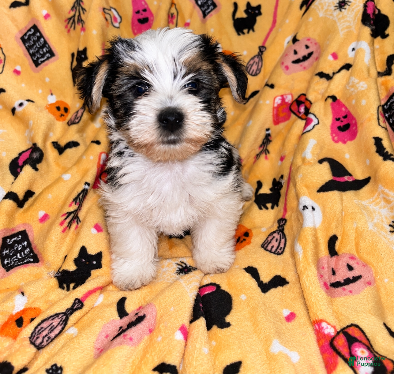 Yorkshire Terrier dogs for sale: Toby  - Ad 4