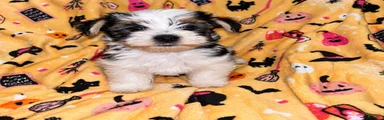 Toby 