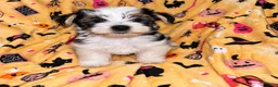 Yorkshire Terrier dogs for sale: Toby  - Ad 1