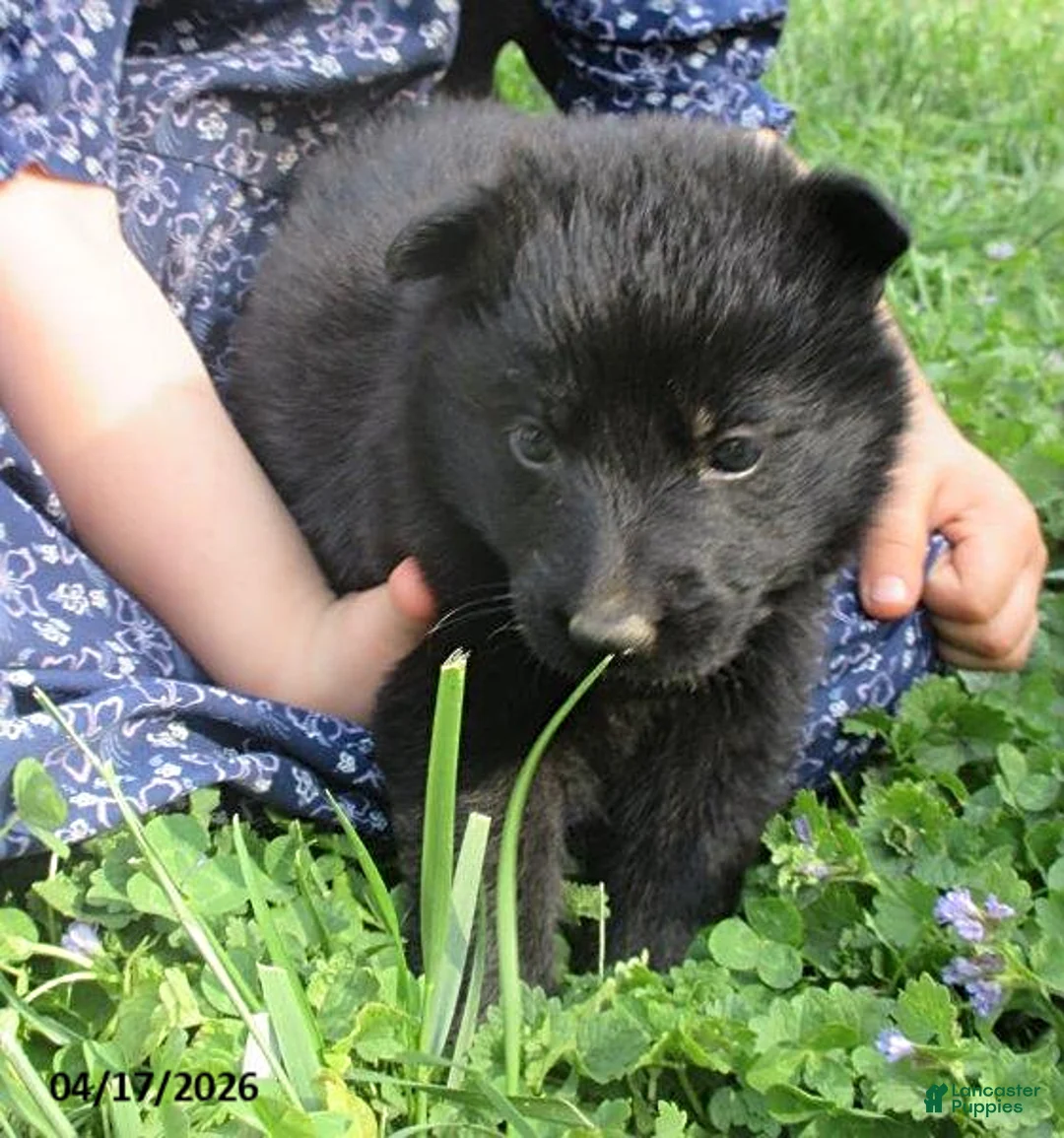 German Shepherd dogs for sale: Shirley - Ad 1