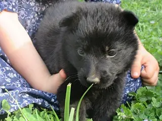 German Shepherd dogs for sale: Shirley - Ad 4