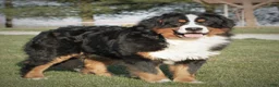 Bernese Mountain Dog dogs for sale: Sullivan - Ad 4