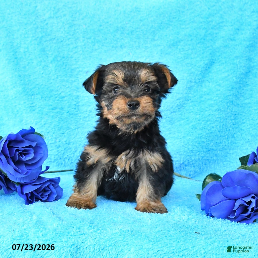 Yorkshire Terrier dogs for sale: Jackson - Ad 2