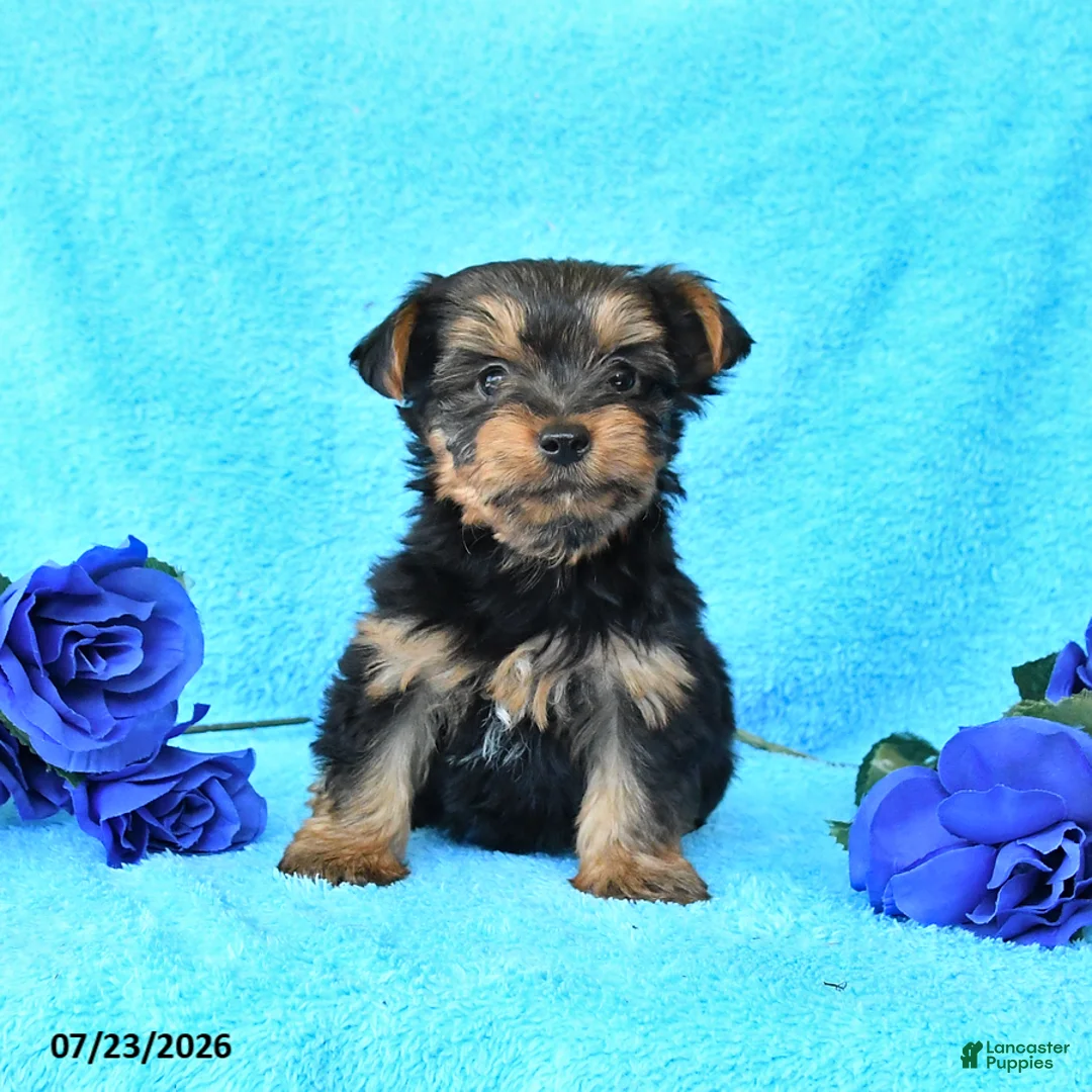 Yorkshire Terrier dogs for sale: Jackson - Ad 1