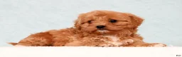 Cavapoo dogs for sale: Linda - Ad 1
