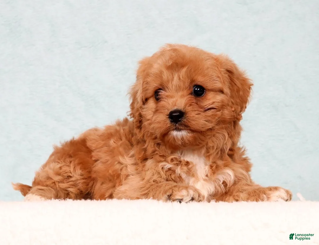 Cavapoo dogs for sale: Linda - Ad 1