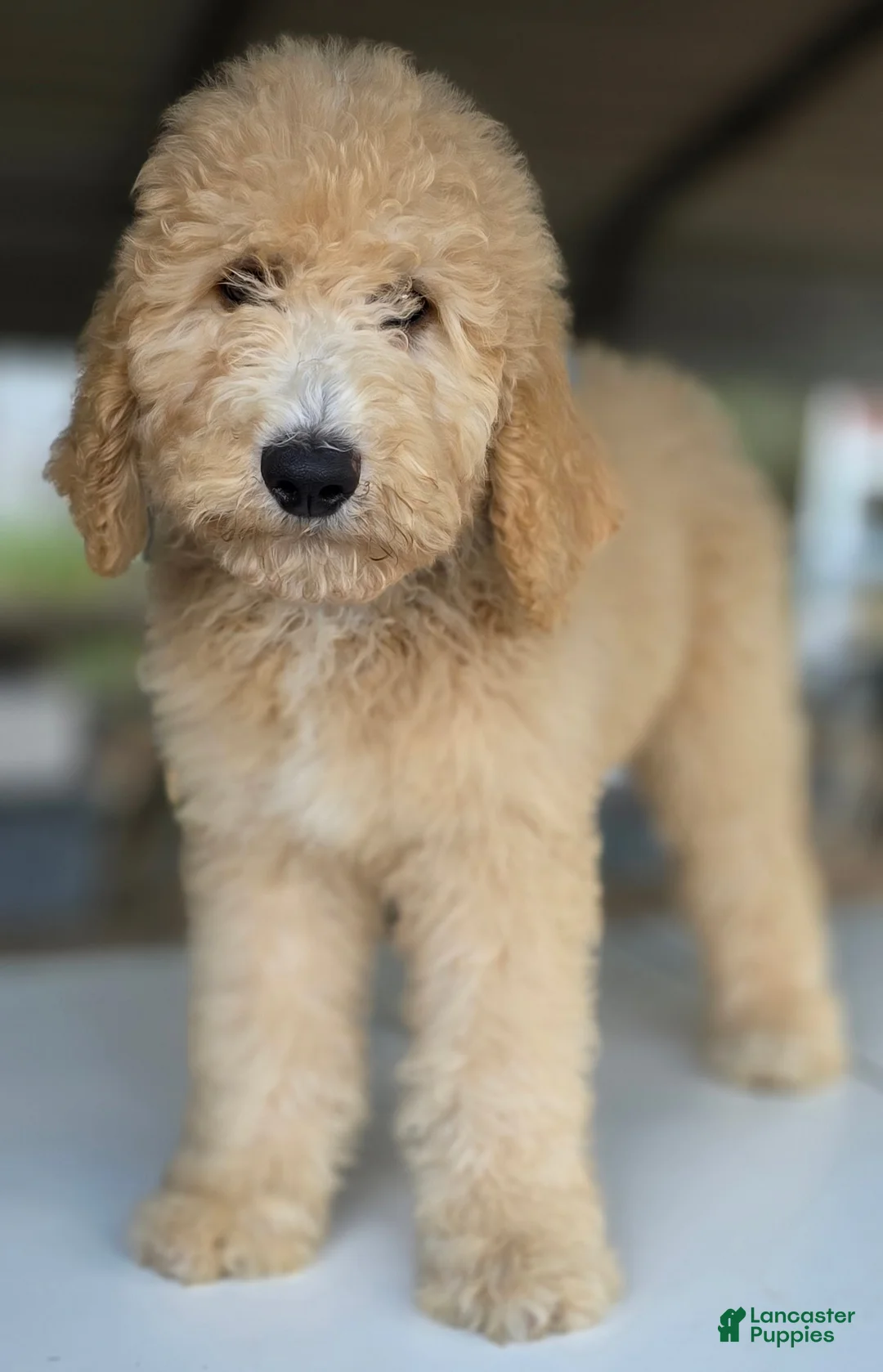 Goldendoodle dogs for sale: Dude - Ad 5