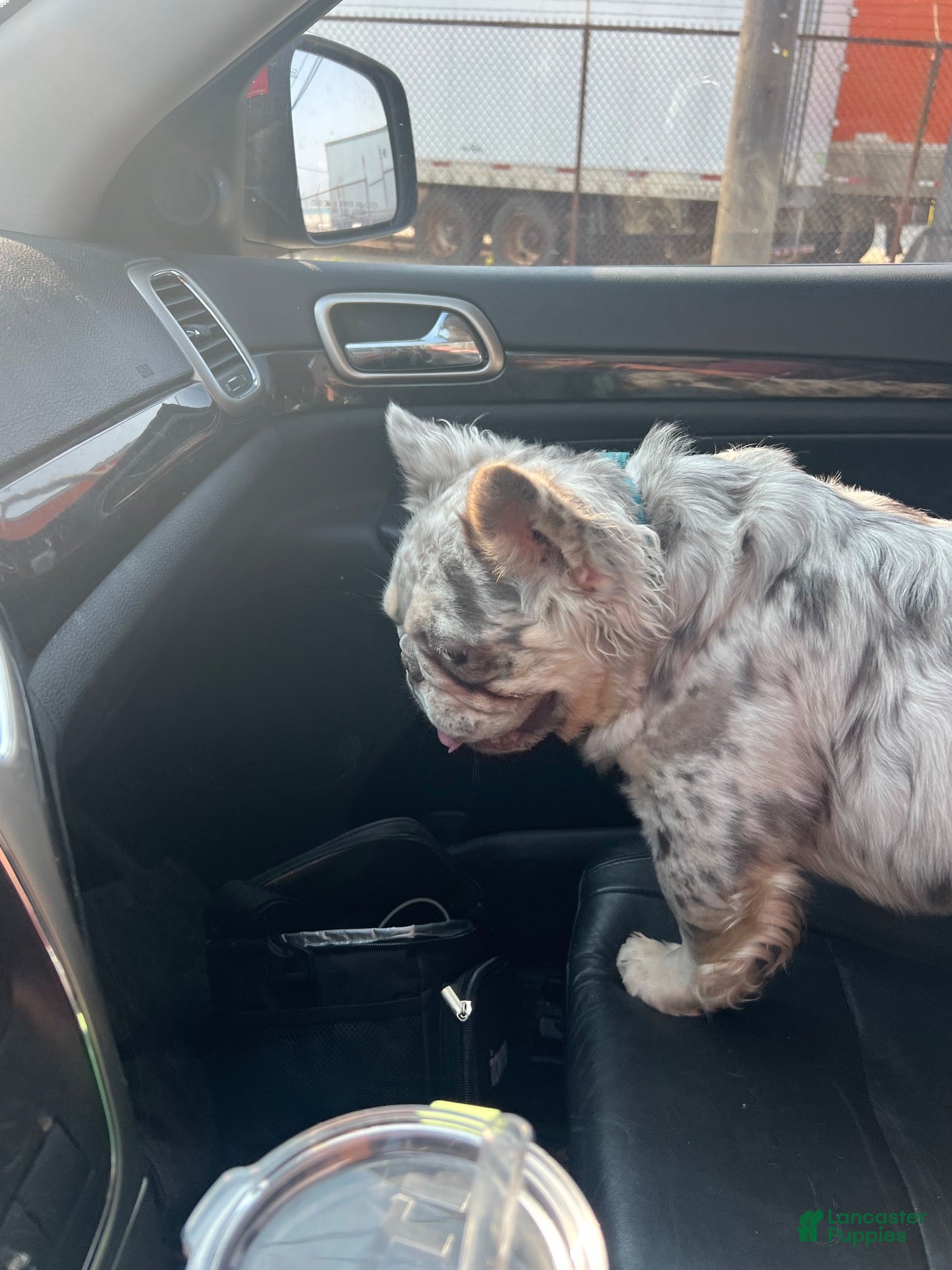 French Bulldog dogs Ragnar - Ad 2