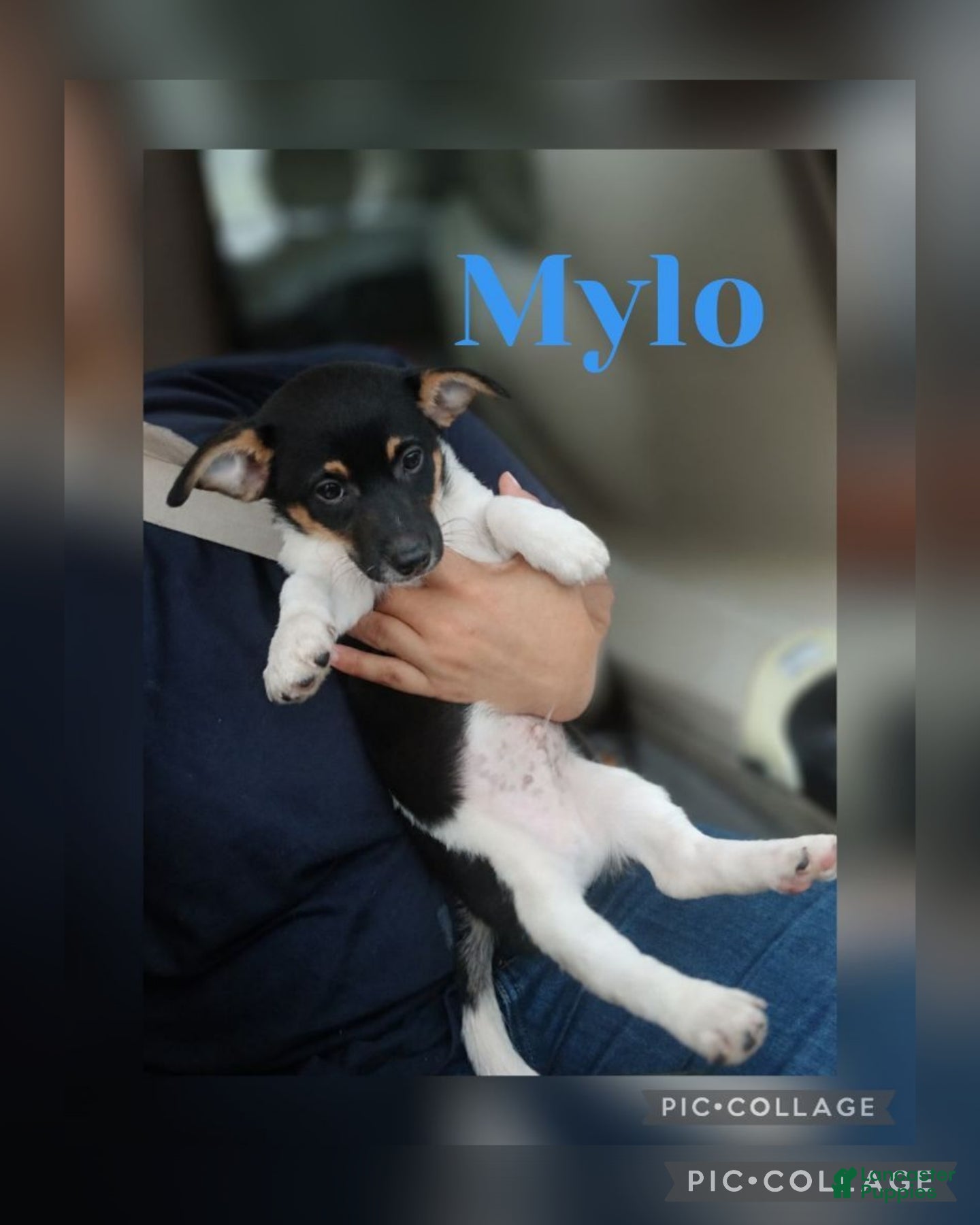 Dorkie dogs MYLO - Ad 5