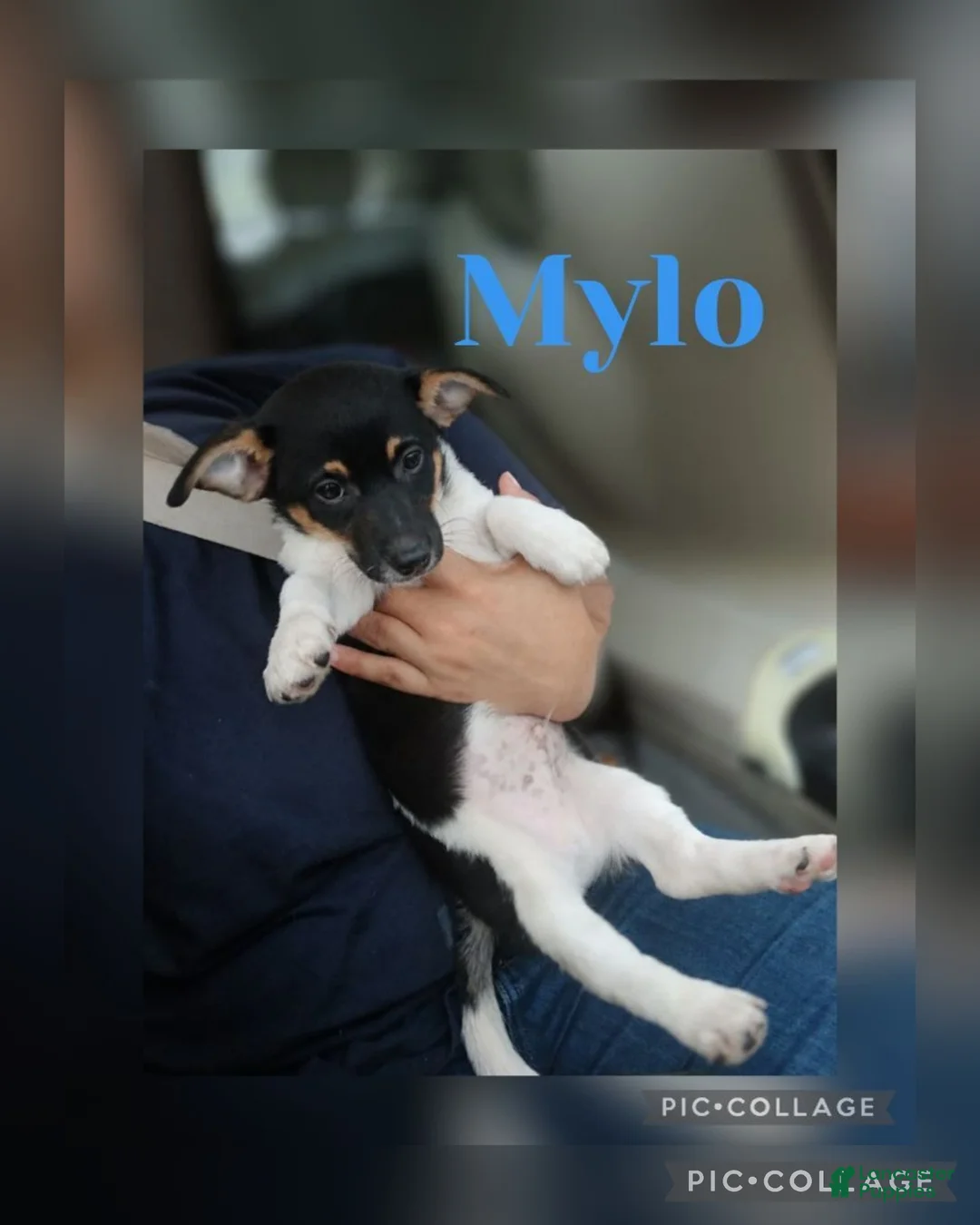 Dorkie dogs for sale: MYLO - Ad 1