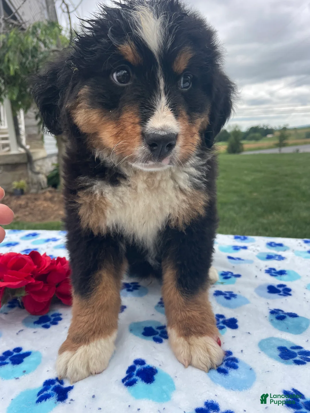 Bernese Mountain Dog dogs for sale: Yeti - Ad 4