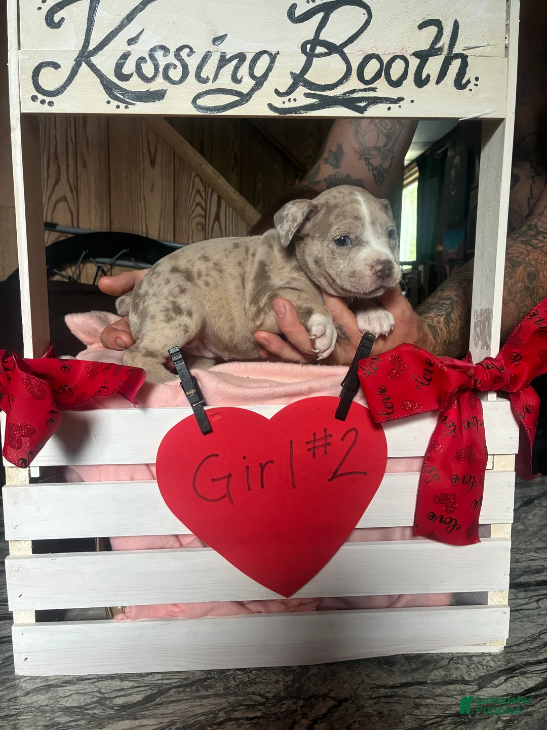 Olde English Bulldogge dogs for sale: Olde English Bulldogge 2 - Ad 2