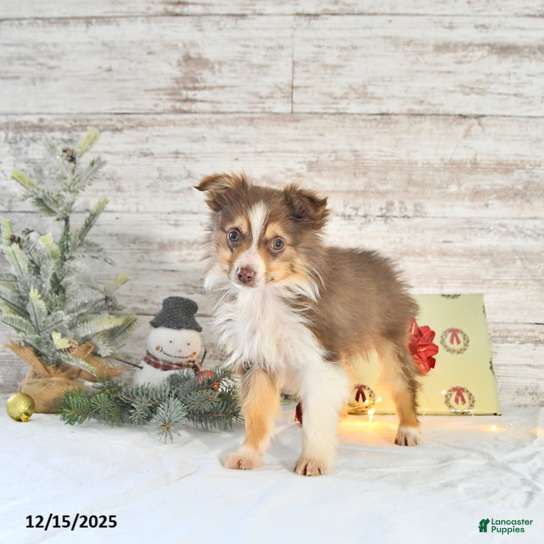 Miniature Australian Shepherd dogs for sale: Holly - Ad 3