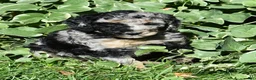 Standard Poodle dogs for sale: Standard Poodle 10 Blue Merle - Ad 10