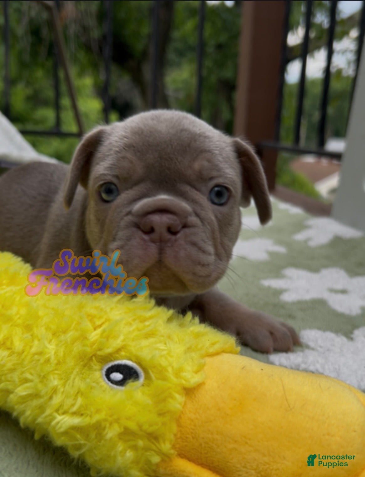 French Bulldog dogs Paprika - Ad 12