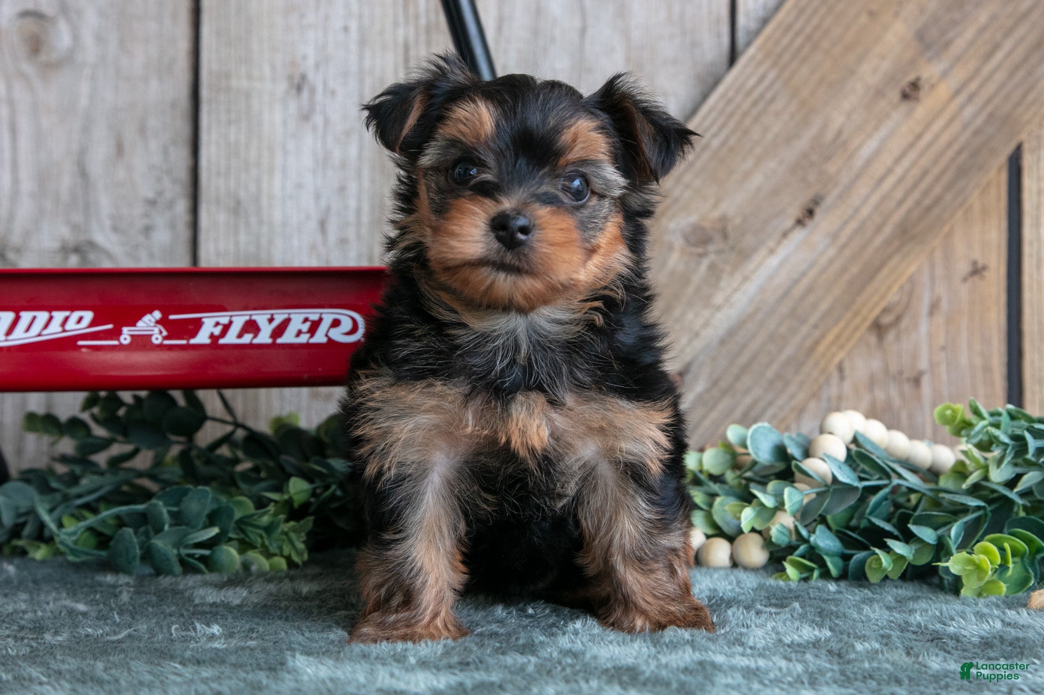 Yorkshire Terrier dogs Iris - Ad 1