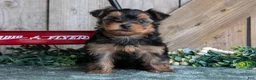 Yorkshire Terrier dogs for sale: Iris - Ad 1