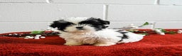 Shih Tzu dogs for sale: Honey - Ad 1