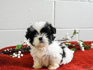 Shih Tzu dogs for sale: Honey - Ad 1