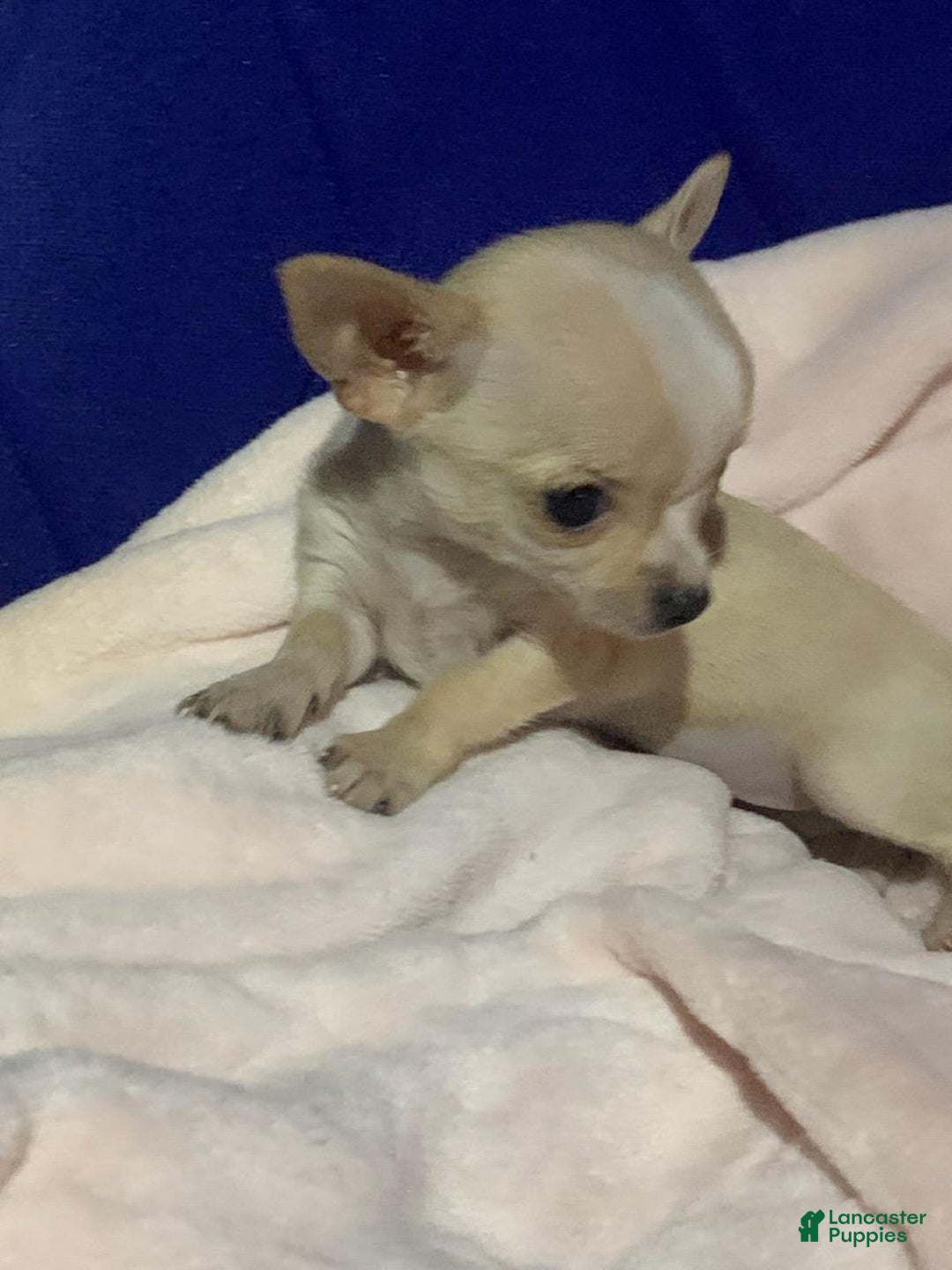 Chihuahua dogs for sale: Chihuahua Puppy 1 - Ad 1