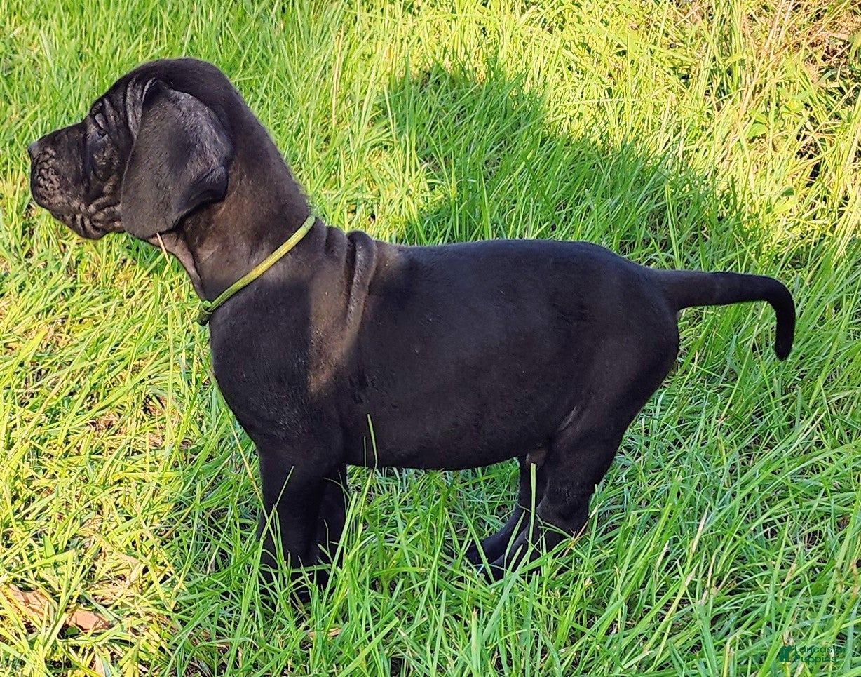 Great Dane dogs Black male Green Collar  - Ad 14