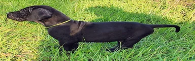Black male Green Collar 