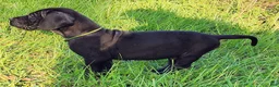 Great Dane dogs for sale: Black male Green Collar  - Ad 1