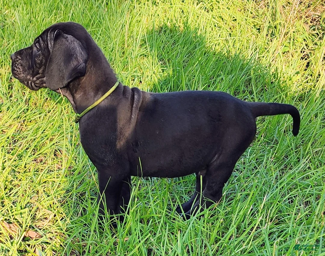 Great Dane dogs for sale: Black male Green Collar  - Ad 1