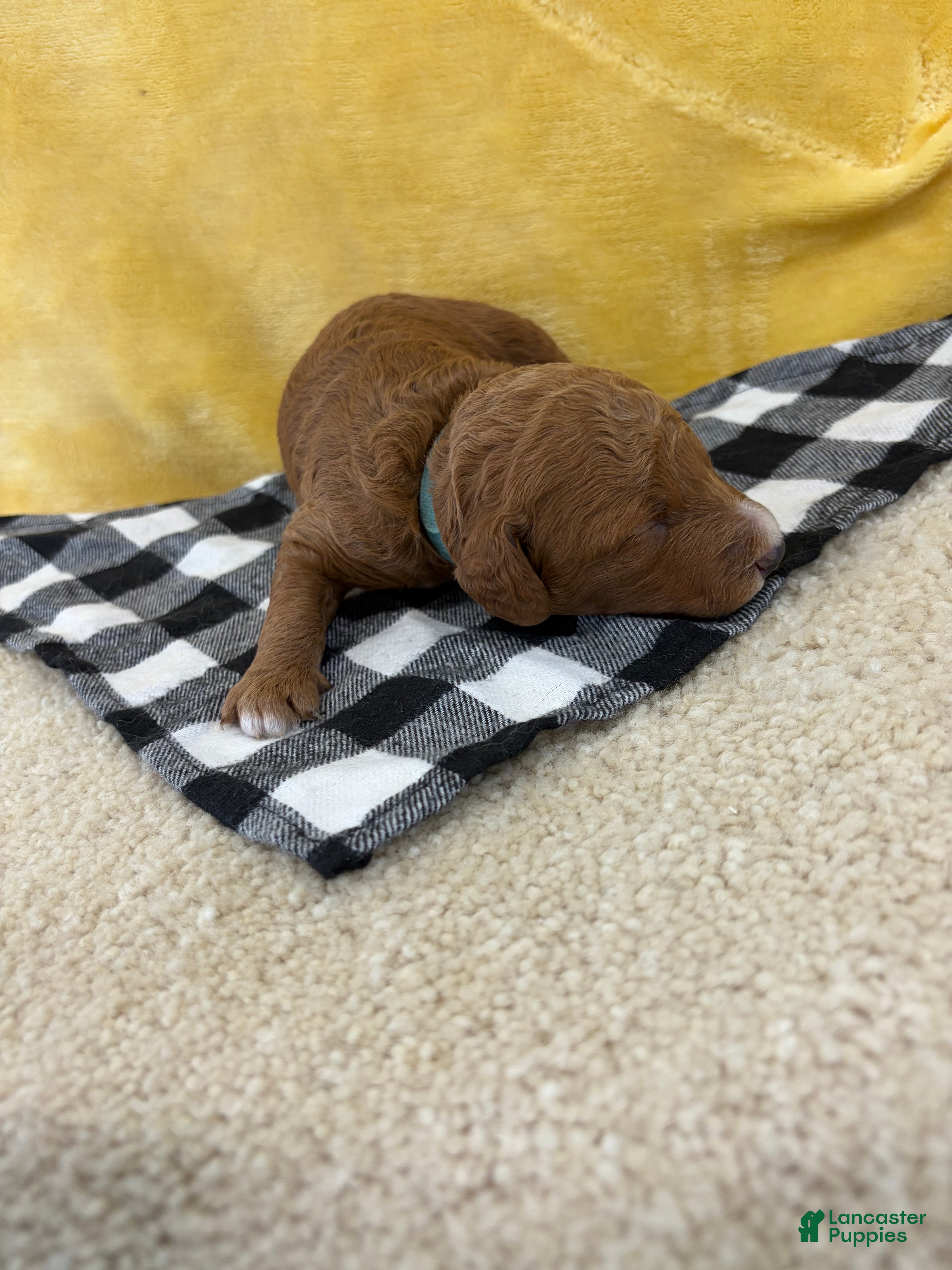 Mini Goldendoodle dogs Otto - Ad 1
