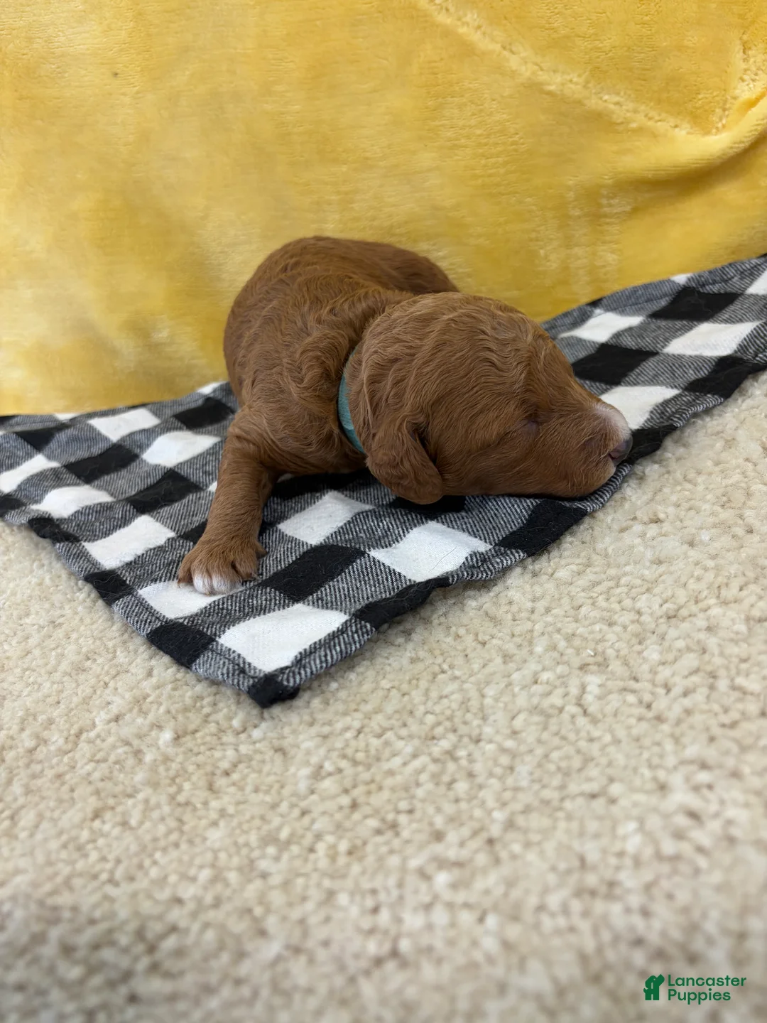 Mini Goldendoodle dogs for sale: Otto - Ad 1
