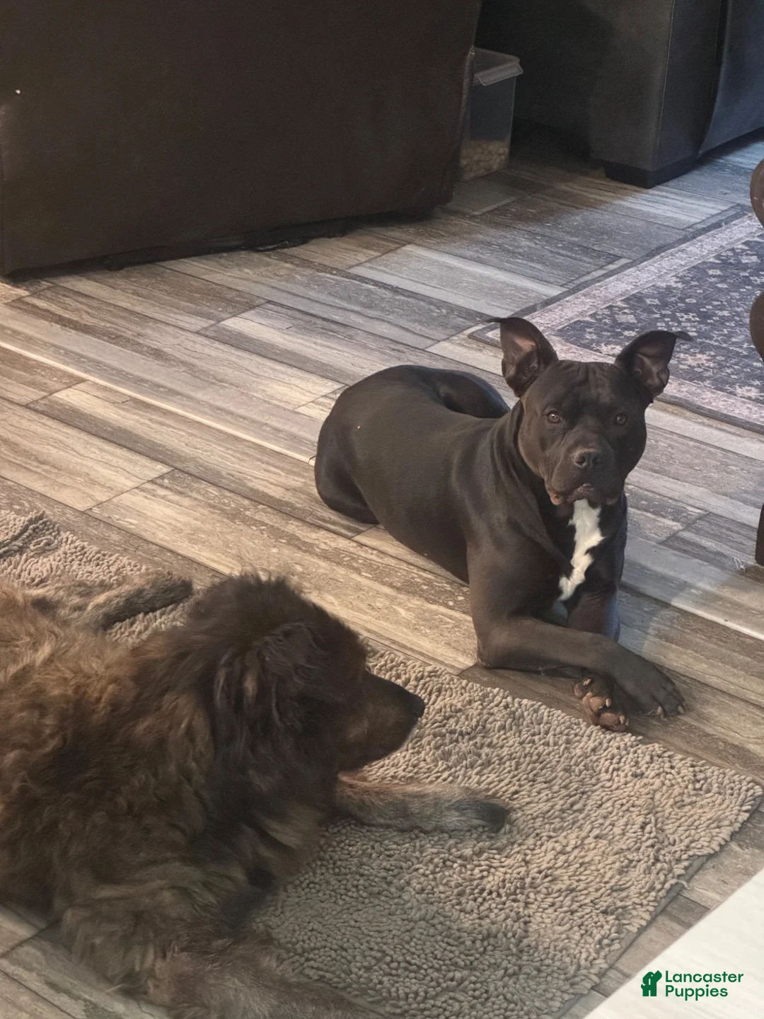 Mixed Breed dogs for sale: Ryder - Ad 24