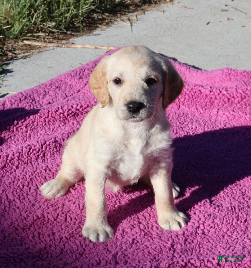 Labradoodle dogs Bella - Ad 1