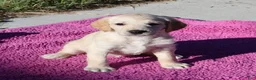 Labradoodle dogs for sale: Bella - Ad 1