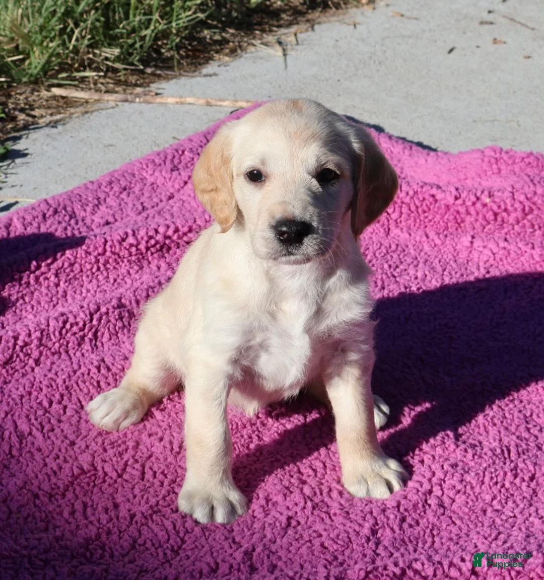 Labradoodle dogs for sale: Bella - Ad 1