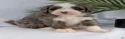 Mini Bernedoodle dogs for sale: Mini Darcy  - Ad 30