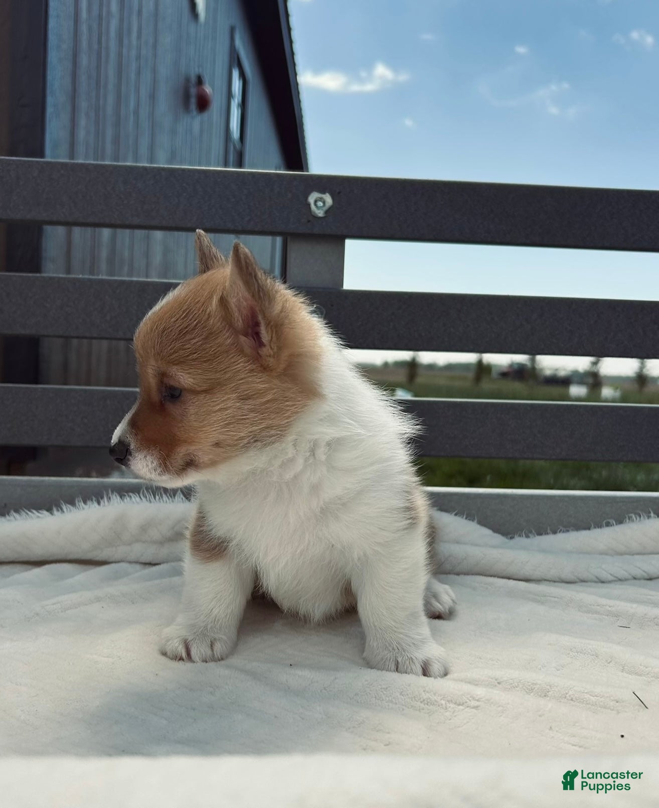 Welsh Corgi Pembroke dogs Jenny Welsh Corgi Pembroke Puppy  - Ad 2