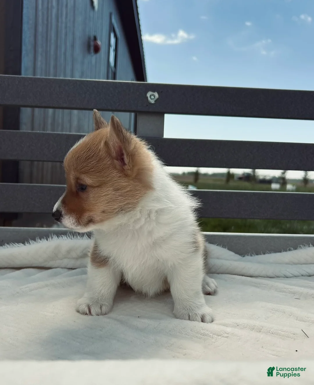 Welsh Corgi Pembroke dogs for sale: Jenny Welsh Corgi Pembroke Puppy  - Ad 2