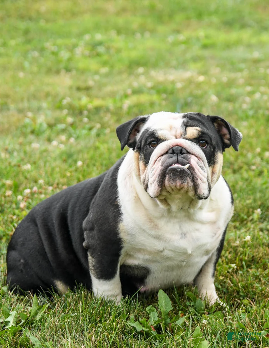 English Bulldog dogs for sale: Butter Pecan - Ad 6