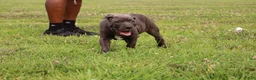 Cane Corso dogs for sale: Mr. Miyagi  - Ad 1