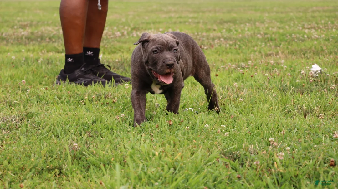 Cane Corso dogs for sale: Mr. Miyagi  - Ad 1