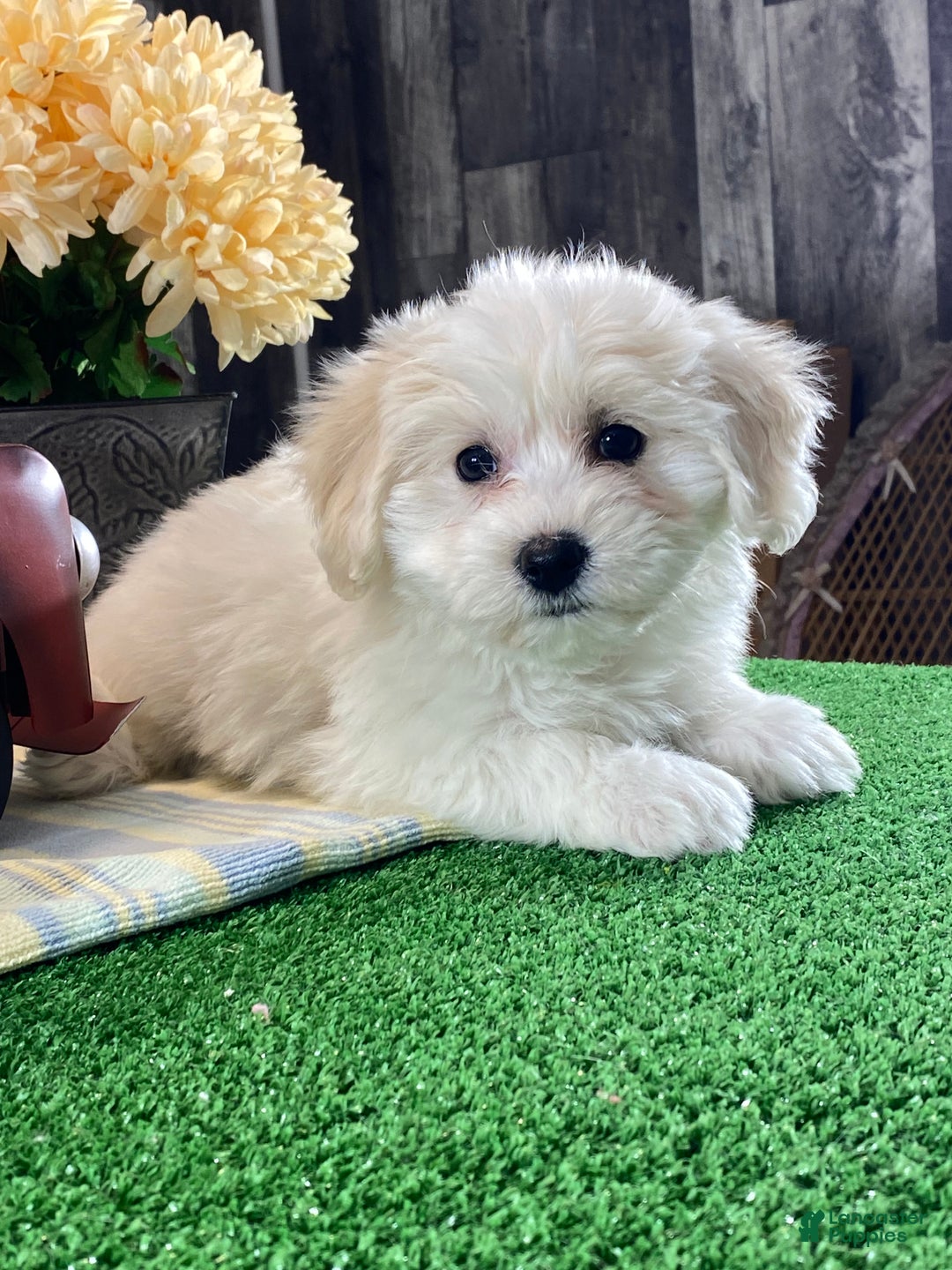Mixed Breed dogs for sale: Alice - Ad 3
