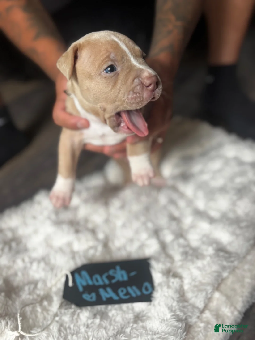 American Pit Bull Terrier dogs for sale: Marshmallo - Ad 2
