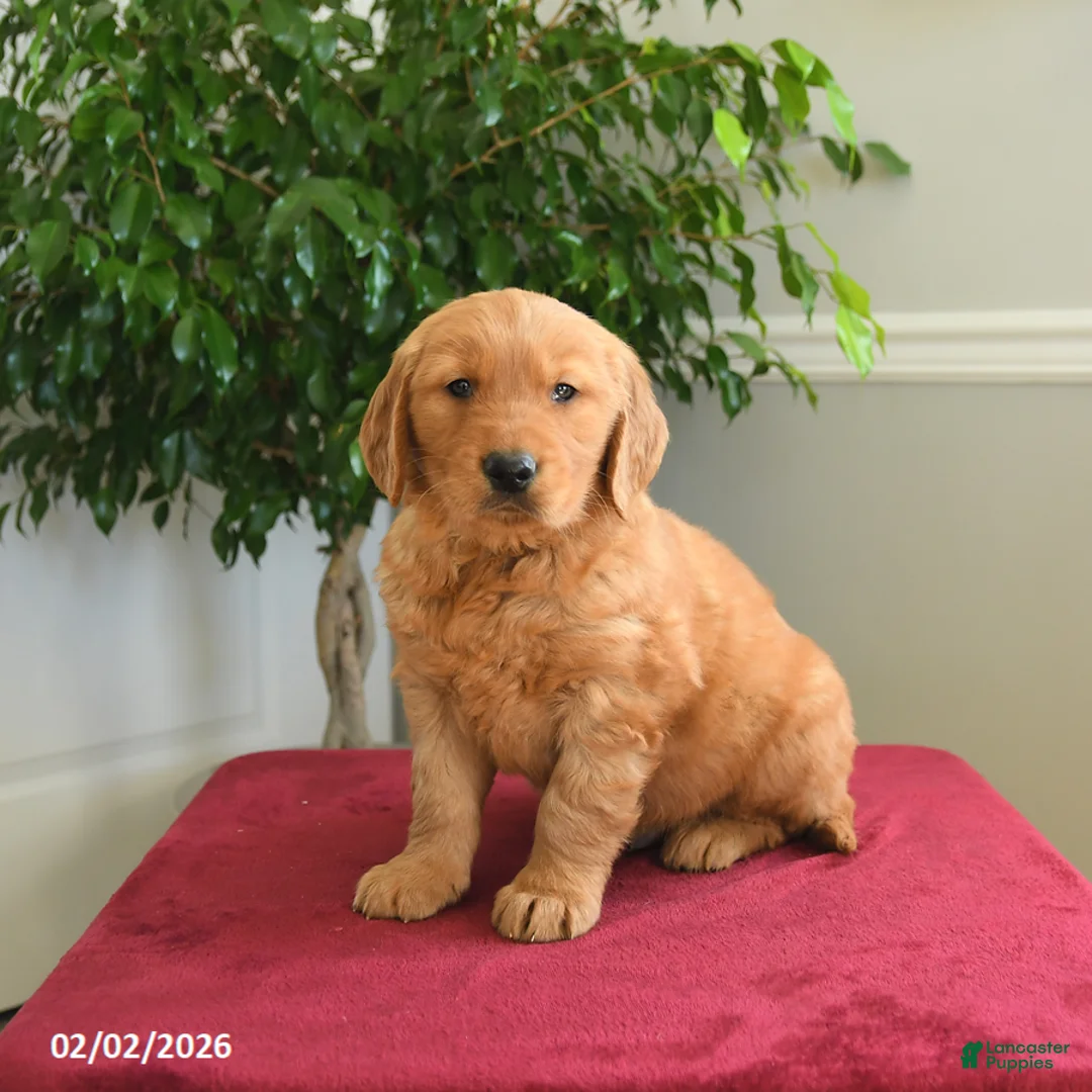 Golden Retriever dogs for sale: Hershey - Ad 4