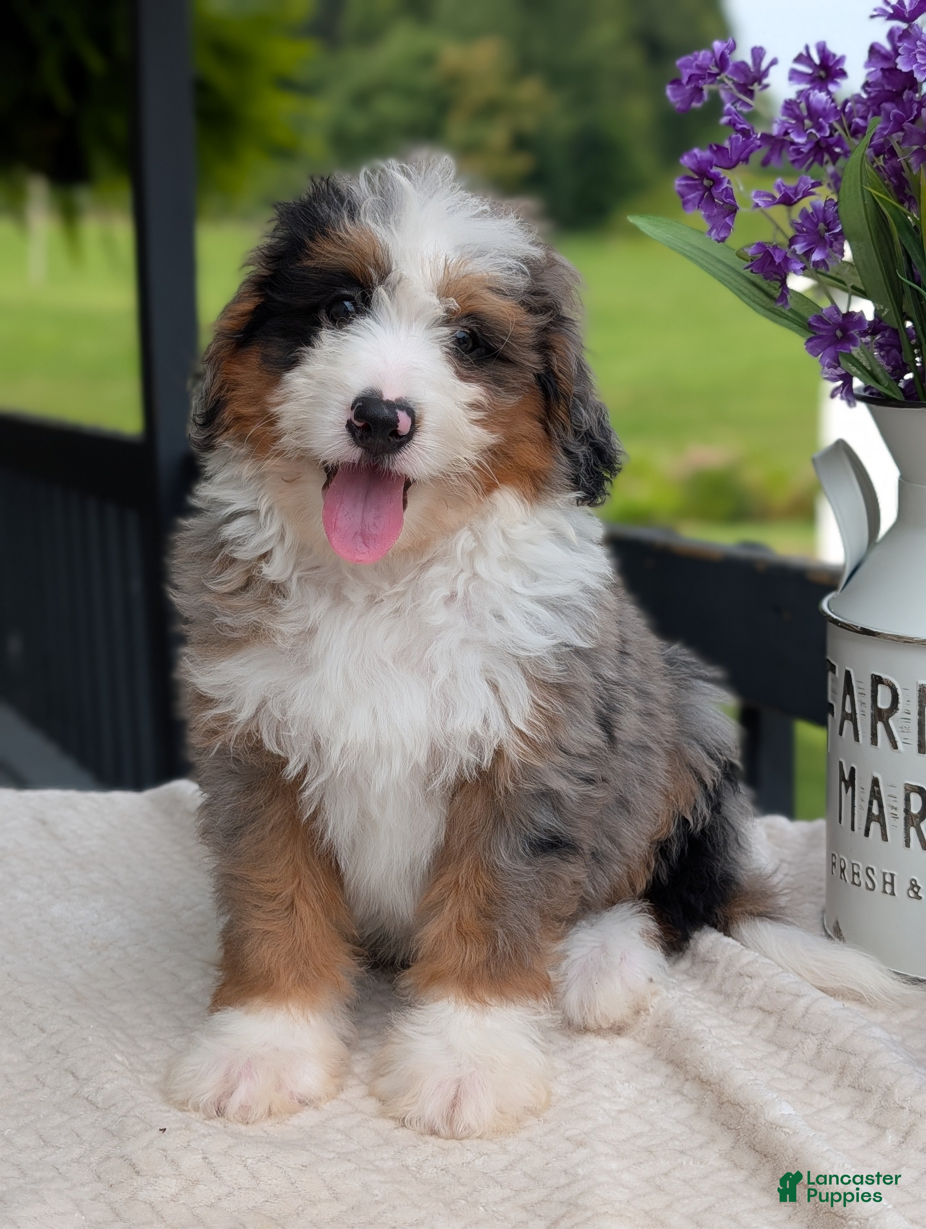 Mini Bernedoodle dogs Mini Marlo  - Ad 1