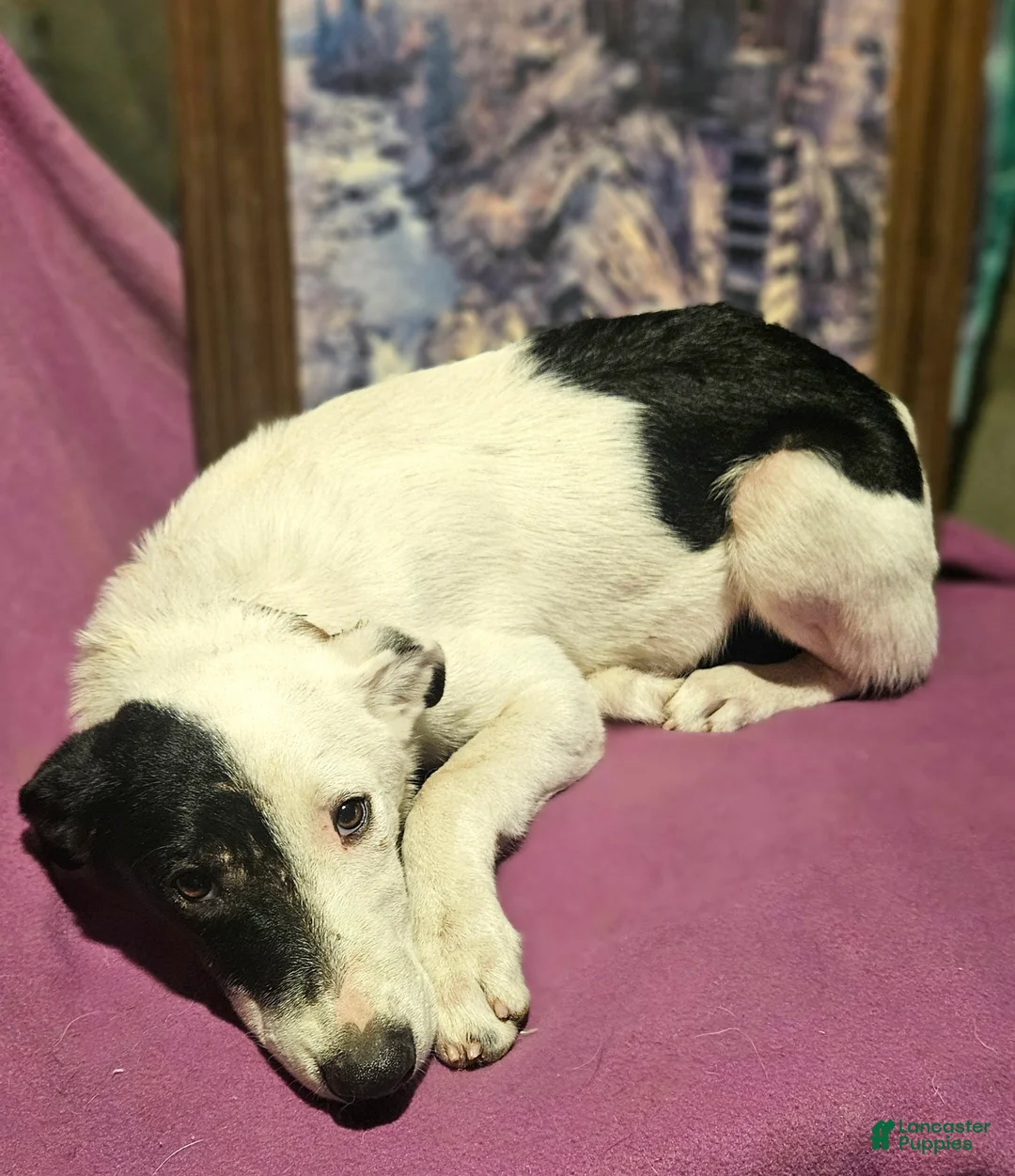 Border Collie dogs for sale: Hondo - Ad 20