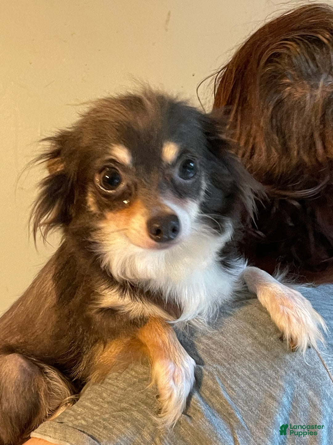 Chihuahua dogs for sale: Chucky - Ad 5