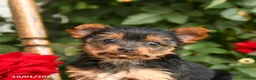 Yorkshire Terrier dogs for sale: Wanda - Ad 4