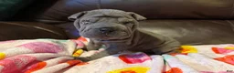 Shar Pei dogs for sale: Scarlett - Ad 7